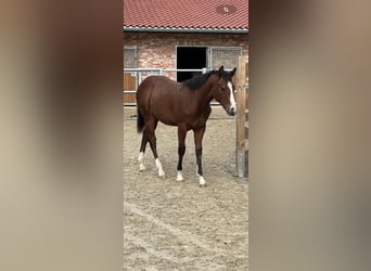 American Quarter Horse, Hengst, 2 Jaar, 155 cm, Bruin