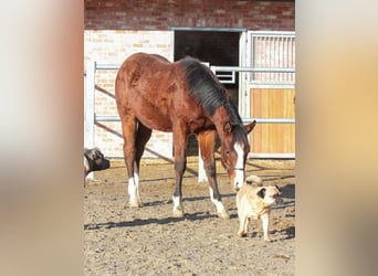 American Quarter Horse, Hengst, 2 Jaar, 155 cm, Bruin