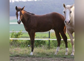 American Quarter Horse, Hengst, 2 Jaar, 155 cm, Bruin