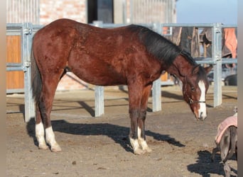 American Quarter Horse, Hengst, 2 Jaar, 155 cm, Bruin