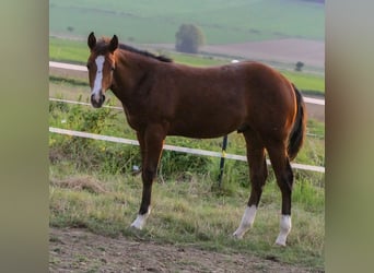 American Quarter Horse, Hengst, 2 Jaar, 155 cm, Bruin