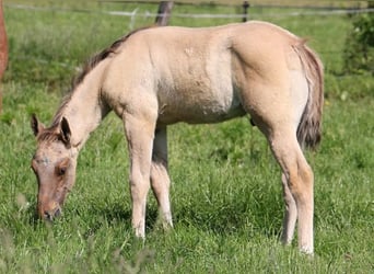 American Quarter Horse, Hengst, 2 Jaar, 155 cm, Falbe