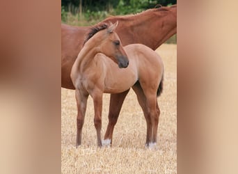 American Quarter Horse, Hengst, 2 Jaar, 155 cm, Falbe