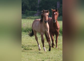 American Quarter Horse, Hengst, 2 Jaar, 155 cm, Falbe