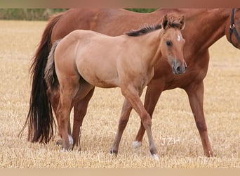 American Quarter Horse, Hengst, 2 Jaar, 155 cm, Falbe