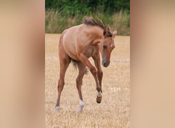 American Quarter Horse, Hengst, 2 Jaar, 155 cm, Falbe