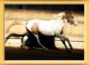 American Quarter Horse Mix, Hengst, 2 Jaar, 155 cm, Gevlekt-paard