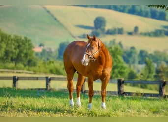 American Quarter Horse, Hengst, 2 Jaar, 155 cm, Vos