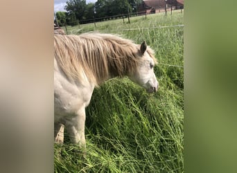 American Quarter Horse, Hengst, 2 Jaar, 156 cm, Champagne