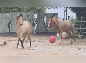 American Quarter Horse, Hengst, 2 Jaar, 158 cm, Buckskin