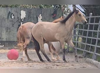American Quarter Horse, Hengst, 2 Jaar, 158 cm, Buckskin
