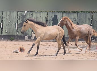 American Quarter Horse, Hengst, 2 Jaar, 158 cm, Buckskin