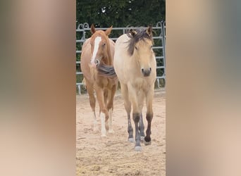 American Quarter Horse, Hengst, 2 Jaar, 158 cm, Buckskin