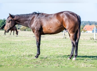 American Quarter Horse, Hengst, 2 Jaar, 165 cm, Bruin