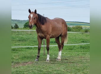 American Quarter Horse, Hengst, 2 Jaar, Brauner
