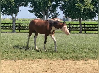 American Quarter Horse, Hengst, 2 Jaar, Bruin