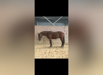 American Quarter Horse, Hengst, 2 Jaar, Bruin