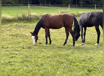 American Quarter Horse, Hengst, 2 Jaar, Bruin