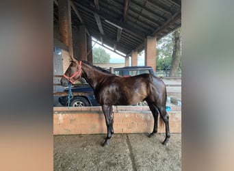 American Quarter Horse, Hengst, 2 Jaar, Donkerbruin