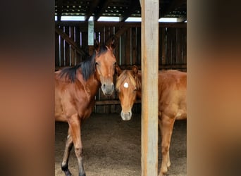 American Quarter Horse, Hengst, 2 Jaar, Donkerbruin