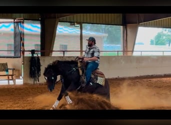 American Quarter Horse, Hengst, 2 Jaar, Donkere-vos