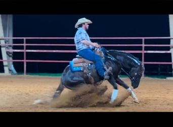 American Quarter Horse, Hengst, 2 Jaar, Donkere-vos