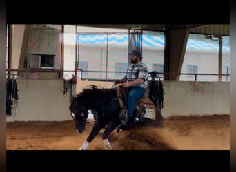 American Quarter Horse, Hengst, 2 Jaar, Donkere-vos