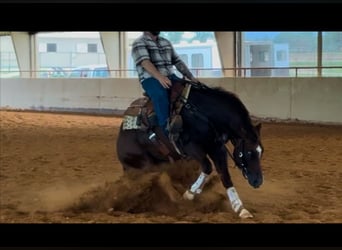 American Quarter Horse, Hengst, 2 Jaar, Donkere-vos