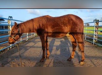 American Quarter Horse, Hengst, 2 Jaar, Donkere-vos