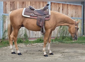 American Quarter Horse, Hengst, 2 Jaar, Palomino