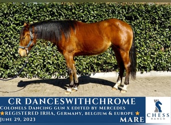American Quarter Horse, Hengst, 2 Jaar
