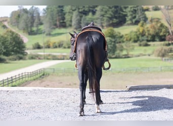 American Quarter Horse, Hengst, 2 Jaar, Roodbruin