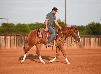 American Quarter Horse, Hengst, 2 Jaar, Roodvos