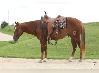 American Quarter Horse, Hengst, 2 Jaar, Roodvos