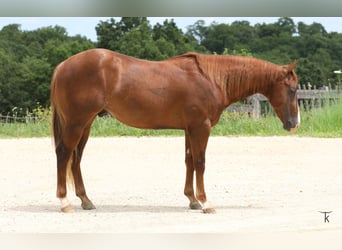 American Quarter Horse, Hengst, 2 Jaar, Roodvos