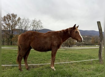 American Quarter Horse, Hengst, 2 Jaar, Roodvos