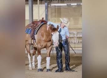 American Quarter Horse, Hengst, 2 Jaar, Roodvos