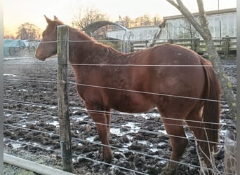 American Quarter Horse, Hengst, 2 Jaar, Vos