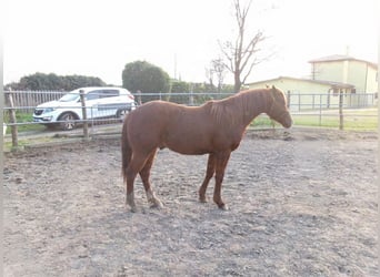 American Quarter Horse, Hengst, 2 Jaar, Vos