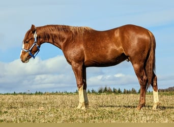 American Quarter Horse, Hengst, 2 Jaar, Vos