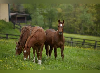 American Quarter Horse, Hengst, 2 Jaar, Vos