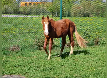 American Quarter Horse, Hengst, 2 Jahre, 133 cm, Rotfuchs