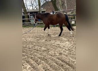 American Quarter Horse, Hengst, 2 Jahre, 135 cm, Brauner