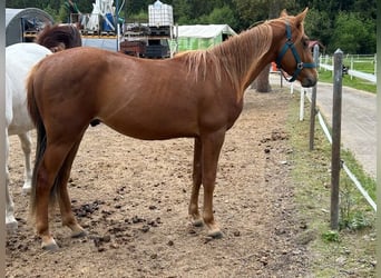 American Quarter Horse, Hengst, 2 Jahre, 140 cm, Fuchs