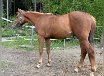 American Quarter Horse, Hengst, 2 Jahre, 140 cm, Fuchs