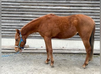 American Quarter Horse, Hengst, 2 Jahre, 140 cm, Fuchs
