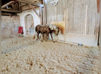 American Quarter Horse, Hengst, 2 Jahre, 140 cm, Palomino