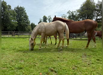 American Quarter Horse, Hengst, 2 Jahre, 140 cm, Palomino