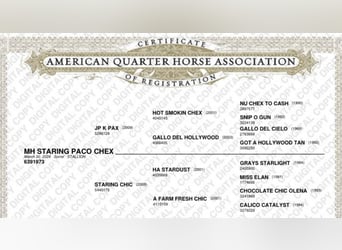 American Quarter Horse, Hengst, 2 Jahre, 140 cm, Rotfuchs