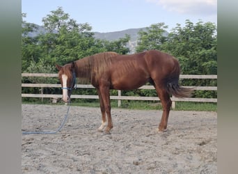 American Quarter Horse, Hengst, 2 Jahre, 140 cm, Rotfuchs